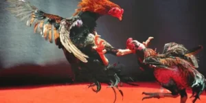 Cập Nhật Các Phương Pháp Tối Ưu Cách Chơi Đá Gà WS168 Tại VNZ6