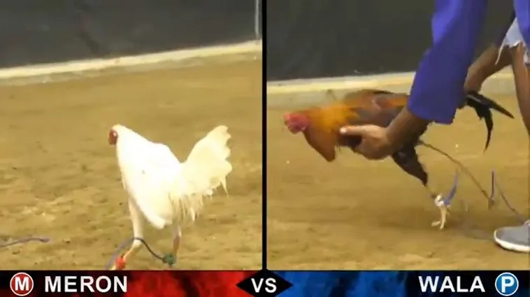 Bí Quyết Săn Thưởng Khi Tìm Hiểu Cách Chơi Đá Gà Sabong Tại VNZ6 2 Bí Quyết Săn Thưởng Khi Tìm Hiểu Cách Chơi Đá Gà Sabong Tại VNZ6